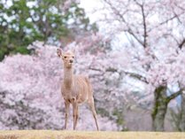 【桜】奈良公園の鹿