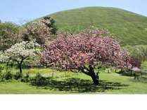 国指定天然記念物の大室山と、年中多種の桜が楽しめる桜の里は素晴らしい景色です。是非ご覧下さい！