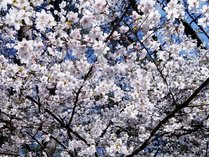 桜の時期には敷地をぐるっと桜が囲みきれいです。お散歩しているお客様も♪