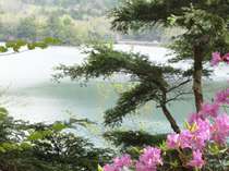 石楠花と湖水