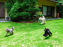 ・【庭】広々とした芝生のドッグランで、愛犬も大喜び！
