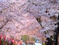 温泉街から桜坂と旧本宮街道の2つの見事な桜のトンネルが楽しめる。