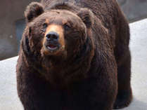 【昭和新山　熊牧場】「人のオリ」では熊に大接近し、通気口から直に熊の息や声を聞くことができます。
