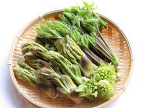 **【山菜の盛り合わせ　タラの芽・コシアブラ・フキノトウ】独特の芳香やほろ苦い味わいを楽しめます。
