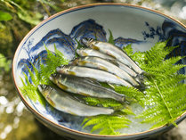 若鮎～成魚～落ち鮎。短い夏の中でも移り変わる鮎の味覚。その時最も美味しいお料理で・ご提供します。