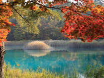 【秋の五色沼】湖の青と色づいた木々の赤のコントラストが美しい。当ホテルから徒歩3分。