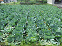 【自家菜園】自家栽培の安心＆新鮮なお米・お野菜を使っております