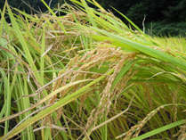【自家製コシヒカリ】農家民宿ならではこだわりのお米！おかわり自由です