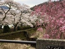◆宮城野早川堤の桜　(2023.3.31撮影）※当館よりお車で約15分