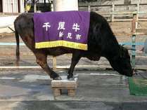 R̃uhy牮i`jz̃[c 