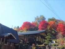 秋は裏山のもみじがとても綺麗に紅葉します。とっても綺麗ですよ♪
