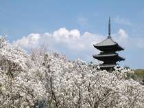 【御室桜】背丈が２～４㍍ほどの里桜。総称して「御室桜」と呼ぶ。大正13年に国の名勝に指定されている。