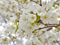 *【オオヤマザクラ（一例）】真っ白な花を咲かせるオオヤマザクラは3月下旬ごろから開花します