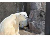 旭山動物園　白熊