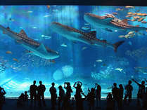 沖縄美ら海水族館「黒潮の海」