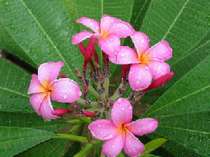 朝つゆに濡れたプリメリア：タヒチやハワイなどポリネシアの島々でレイなどによく使われる花
