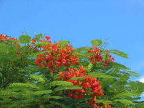 熱帯の真っ赤な花【ホウオウボク】。真っ青な空に真っ赤なお花が見事なコントラストを醸し出しています。