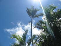 ヤシの木に降り注ぐ南国の強烈な陽射し！青空もとても眩しい！！