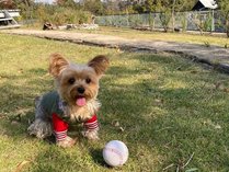 *【オプション】ペットは犬もOKです。衛生料金として別途4,000円いただきます