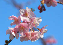 　期間限定　『春の桜鯛まつり』　プラン
