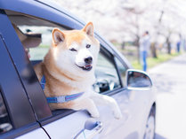 *愛犬と一緒に沖縄旅行を満喫しよう！