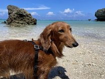 *看板犬ロビン/沖縄の青い海に癒されています
