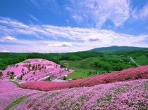 5月中旬～6月中旬が見ごろホテルから約60分のひがし藻琴芝桜公園