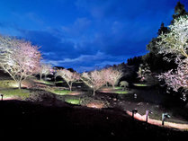 桜夜間ライトアップ（中庭)