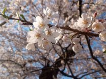 会津には桜の名所がたくさんあります
