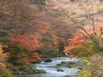 紅葉時期の道志川。コテージからもこの景色が楽しめます