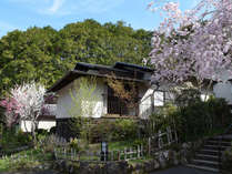 【和洋室　離れ】和室＋ツインベッドのお部屋です。春にはしだれ桜をお部屋からご覧いただけます 写真