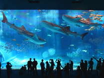映画のスクリーンのような巨大水槽には、ジンベイザメやマンタが優雅に泳ぎます♪