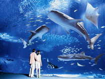 まるで海のなかにいるような気分にさせてくれる沖縄美ら海水族館の巨大水槽