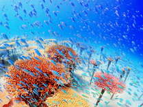 沖縄の海の貴重なサンゴ