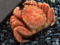 ボイル毛蟹-500グラム以上を大人一杯　※イメージ