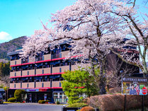 毎年春は入り口で桜が皆様をお出迎え致します。 写真
