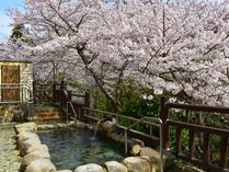 桜時期の露天風呂