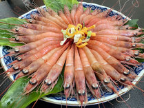 【甑島名物】タカエビ（薩摩甘えび）は島で4隻のみが漁を許されている幻の海老