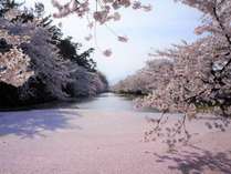 弘前城　お堀の桜