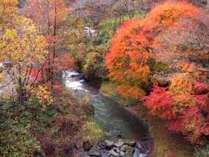 【紅葉】　当館ロビーかたの眺め。個室食事処からも眺めることができます。