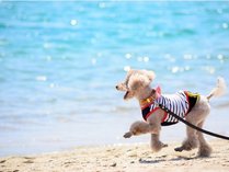 愛犬と海でお散歩♪