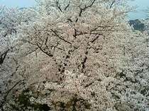 開山には、約１０００本の桜が咲き乱れています！うっとり・・・♪♪