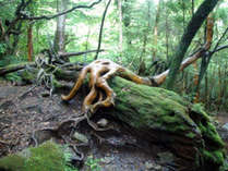 【白谷雲水峡】何百種類の苔に覆われた神秘の森