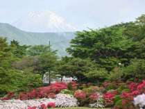 *【庭園】5月のつづじの季節は満開のつつじと富士山を一緒にパシャリ♪最高のフォトスポットです。
