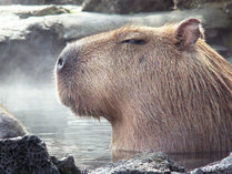 ◆シャボテン動物公園　カピバラ