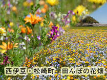 西伊豆・松崎町の田んぼの花畑 写真