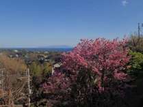 露天前に咲く城ヶ崎桜。平成31年3月24日撮影。