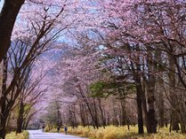 奥日光　山桜のトンネル