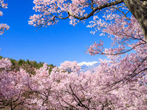 **周辺観光/春の高遠城址公園