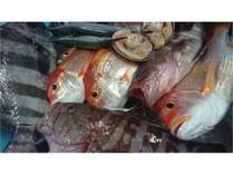 伊良湖岬の鮮魚たち